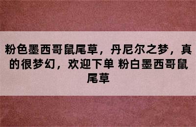 粉色墨西哥鼠尾草，丹尼尔之梦，真的很梦幻，欢迎下单 粉白墨西哥鼠尾草